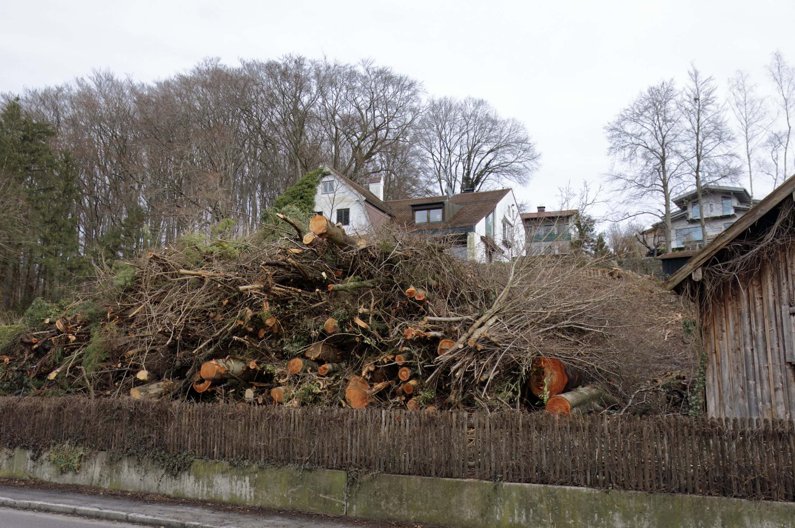 Abholzaktion in Steinebach