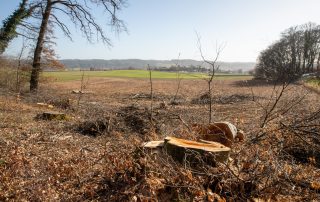 Baumfällung Meiling