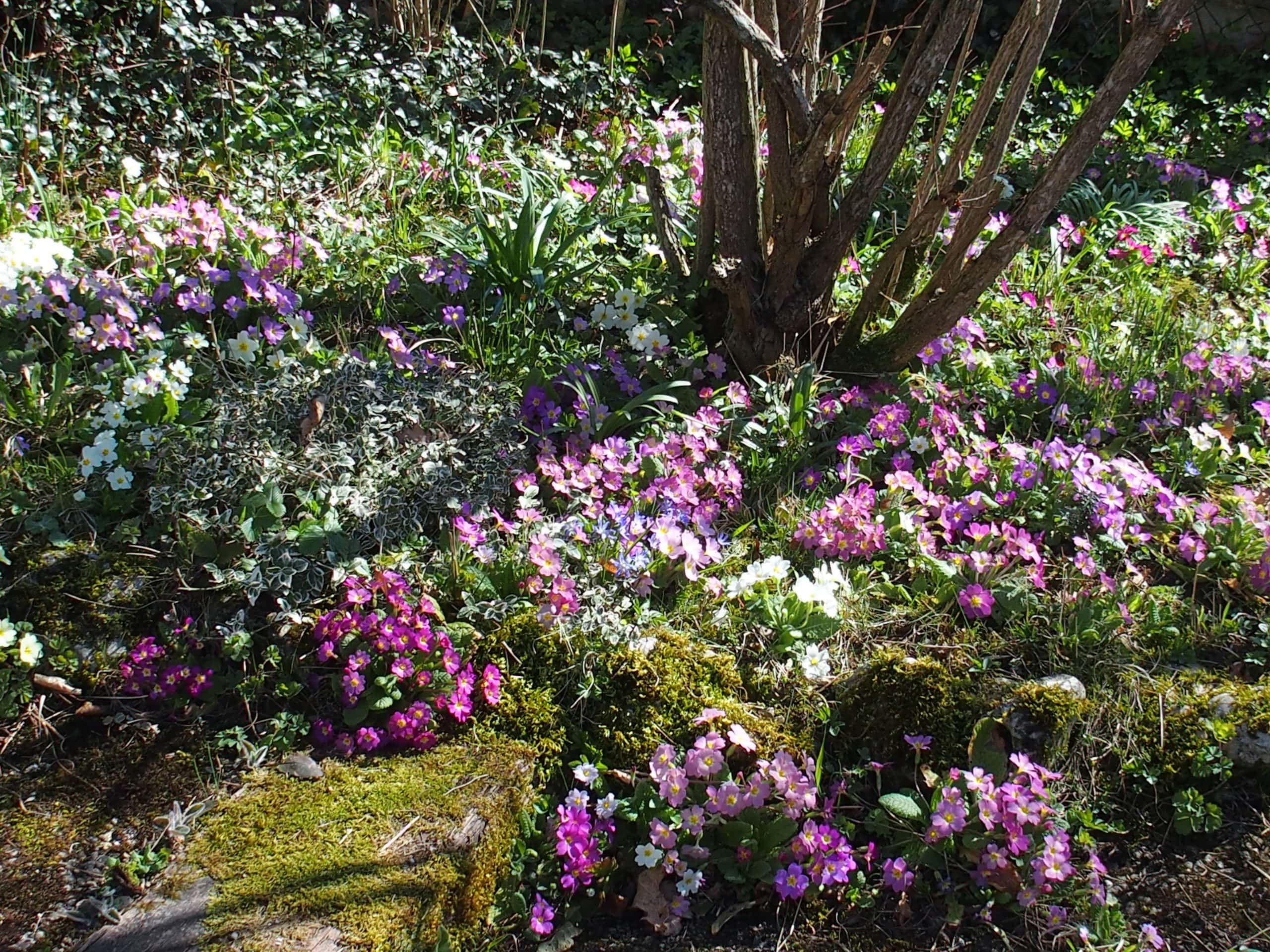 Frühling Frühling