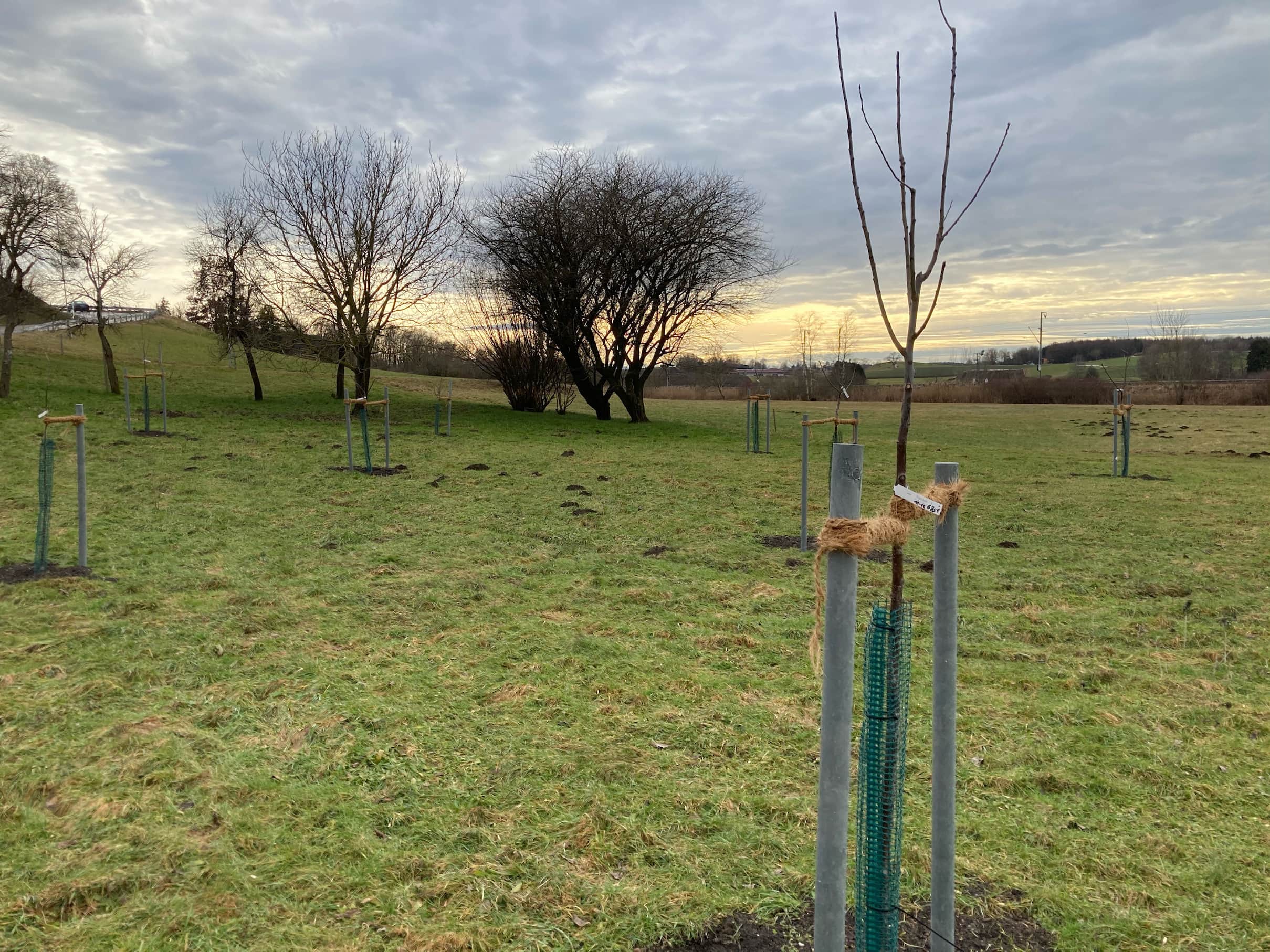 Neupflanzung Streuobst