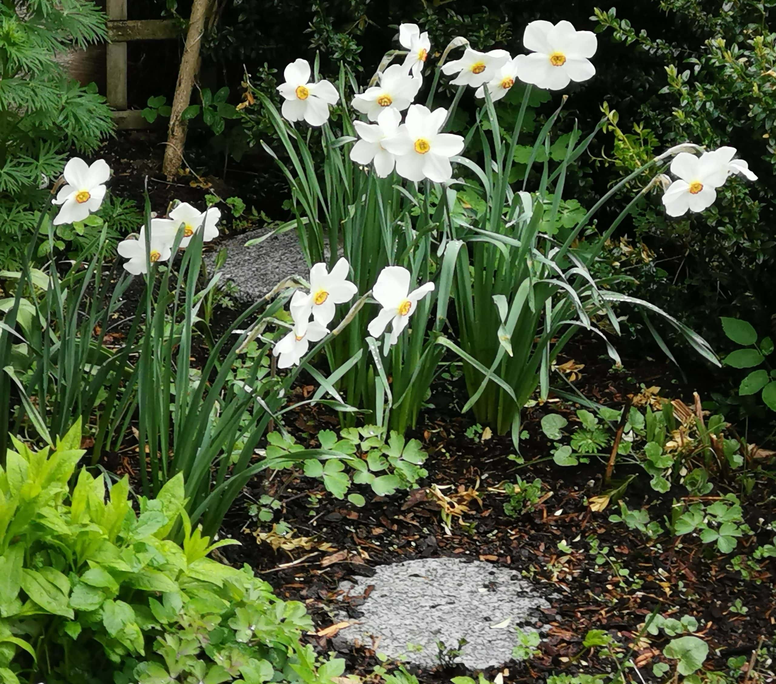 Dichternarzissen im Gartenbeet