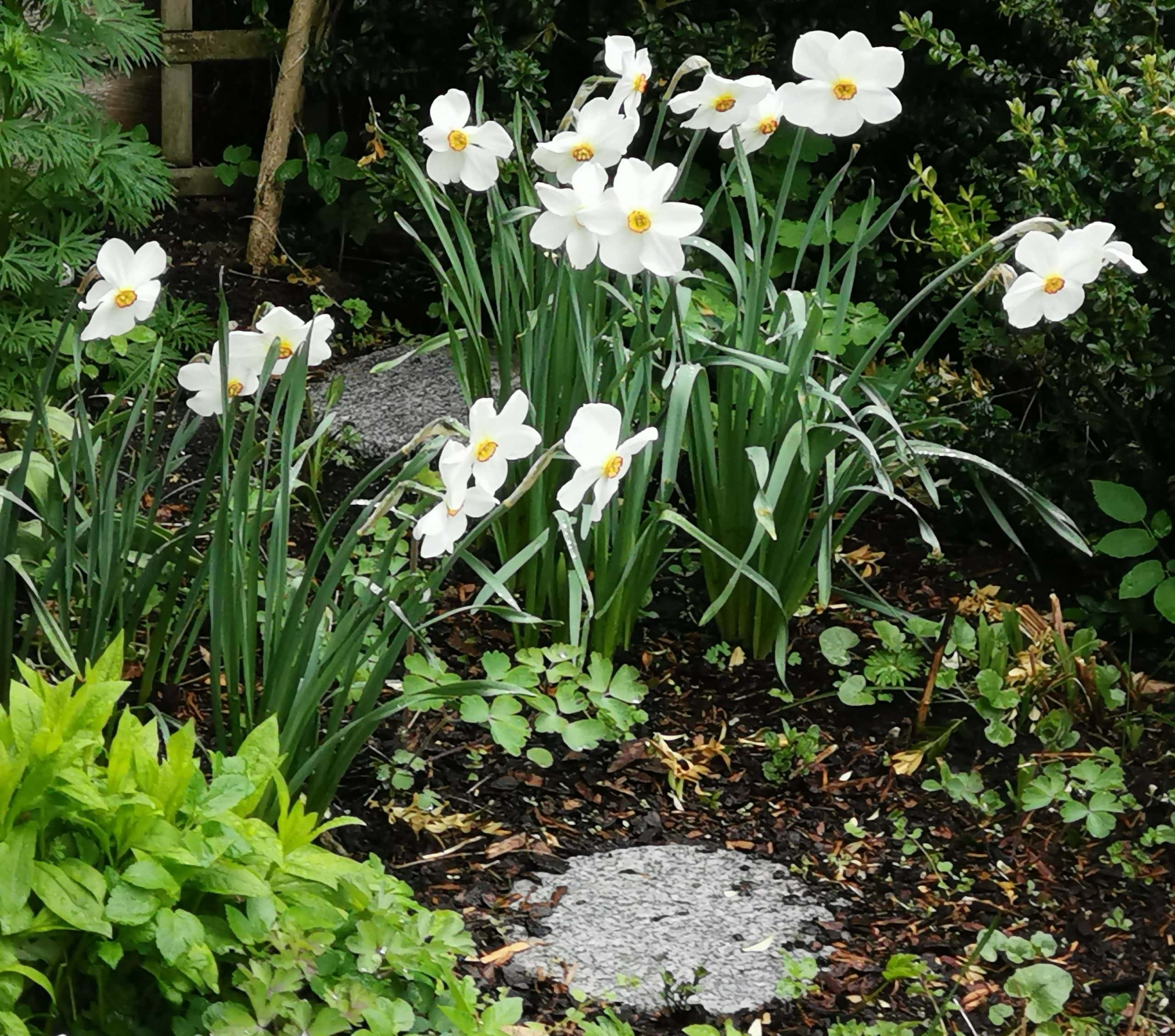 Dichternarzissen im Gartenbeet Dichternarzissen im Gartenbeet