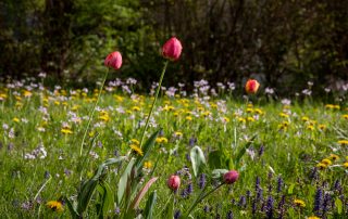 Wiese mit Tulpen