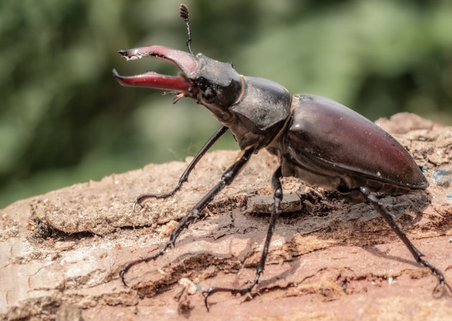 Hirschkäfer Hirschkäfer