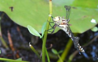 Libelle