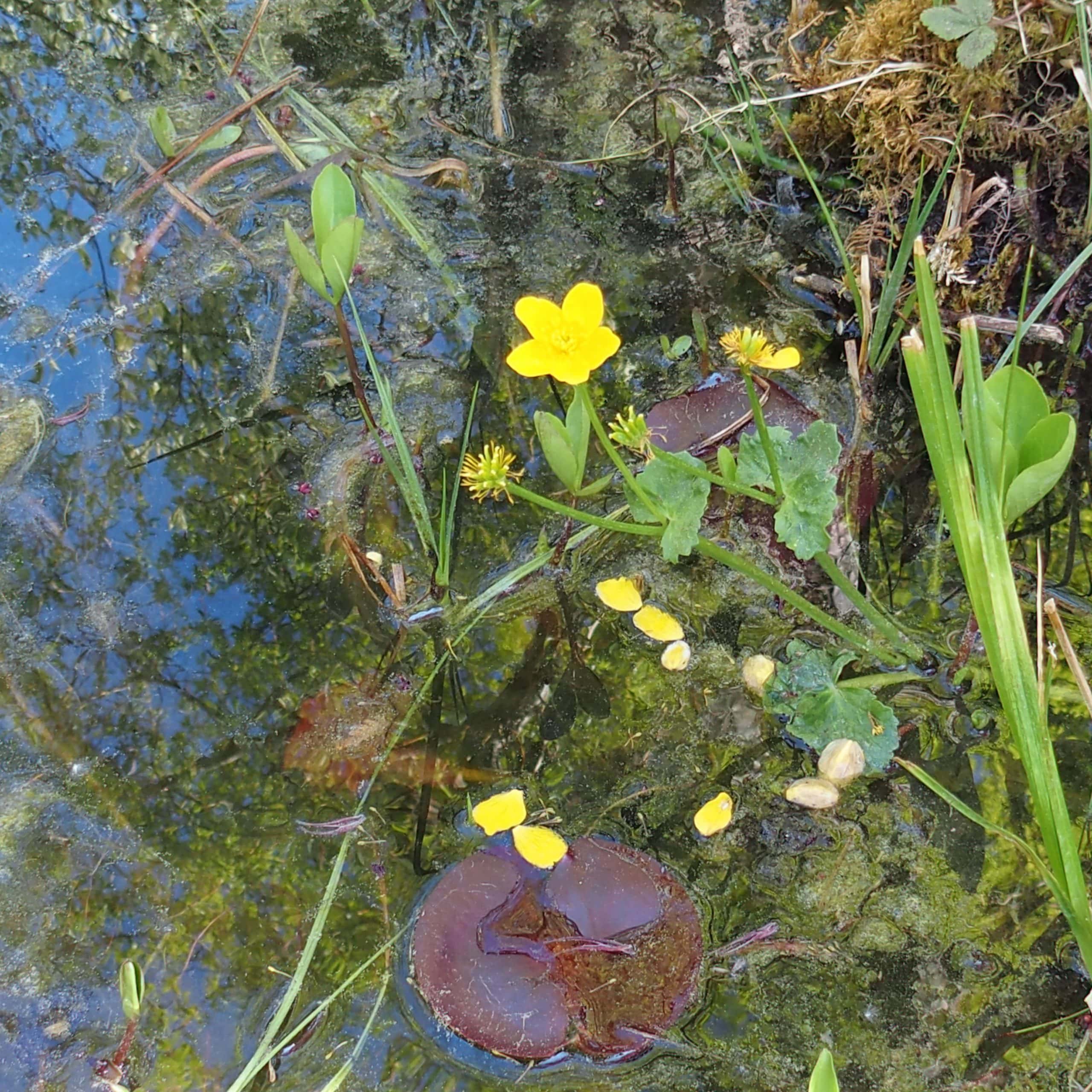 Pflanzen im Gartenteich blühen