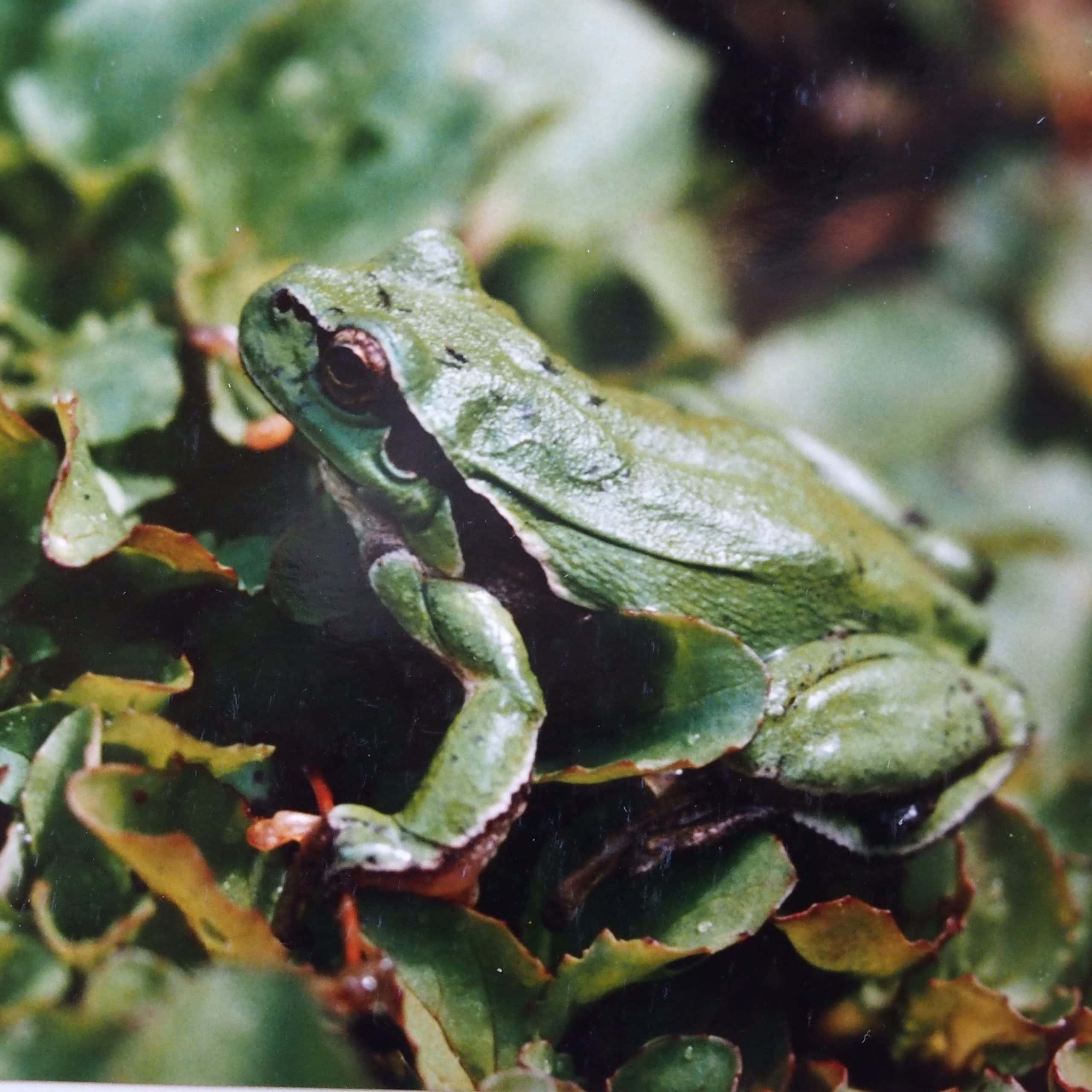 Frosch Frosch