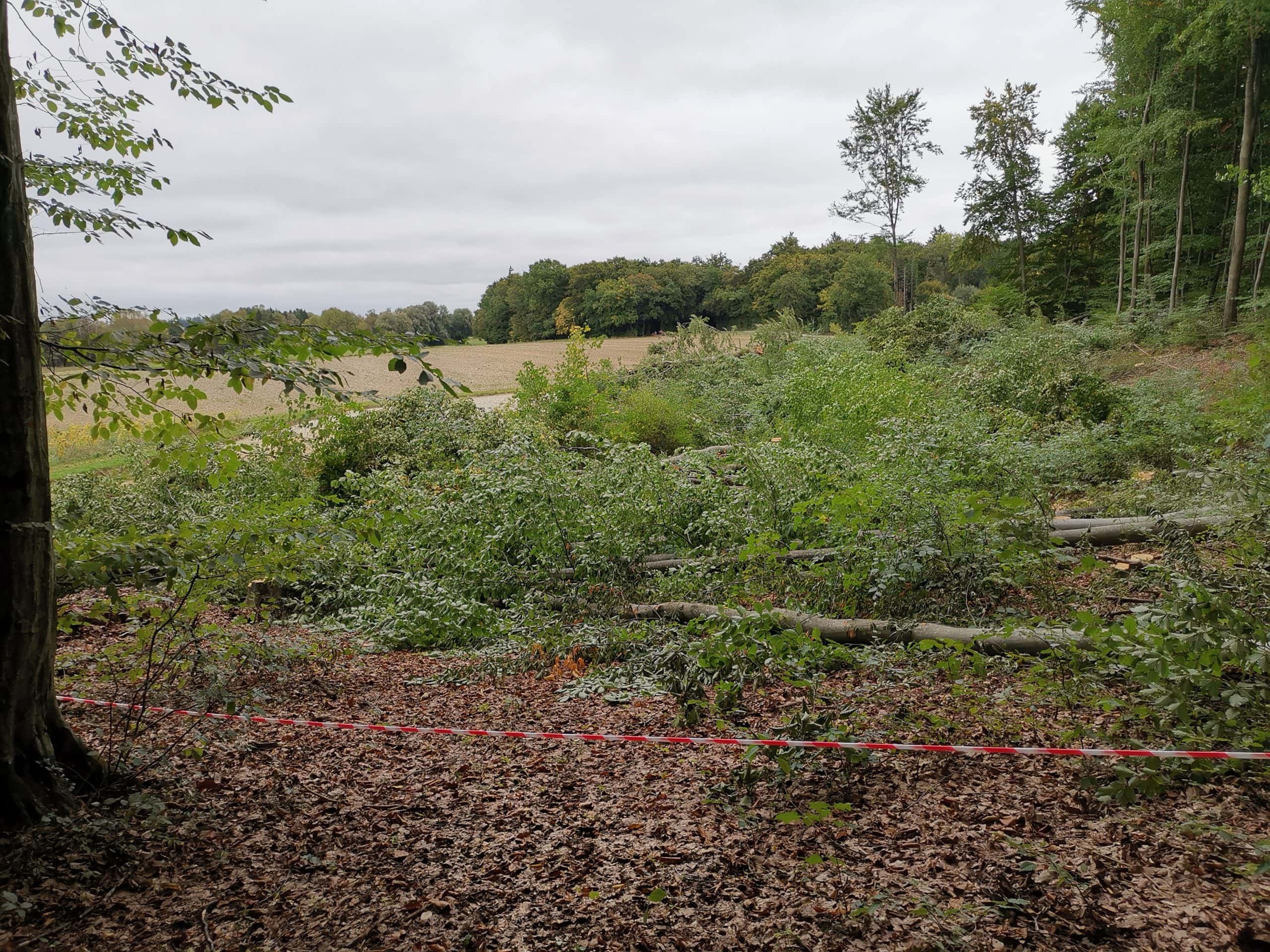 Kuckuckswald IMG_20211004_152200