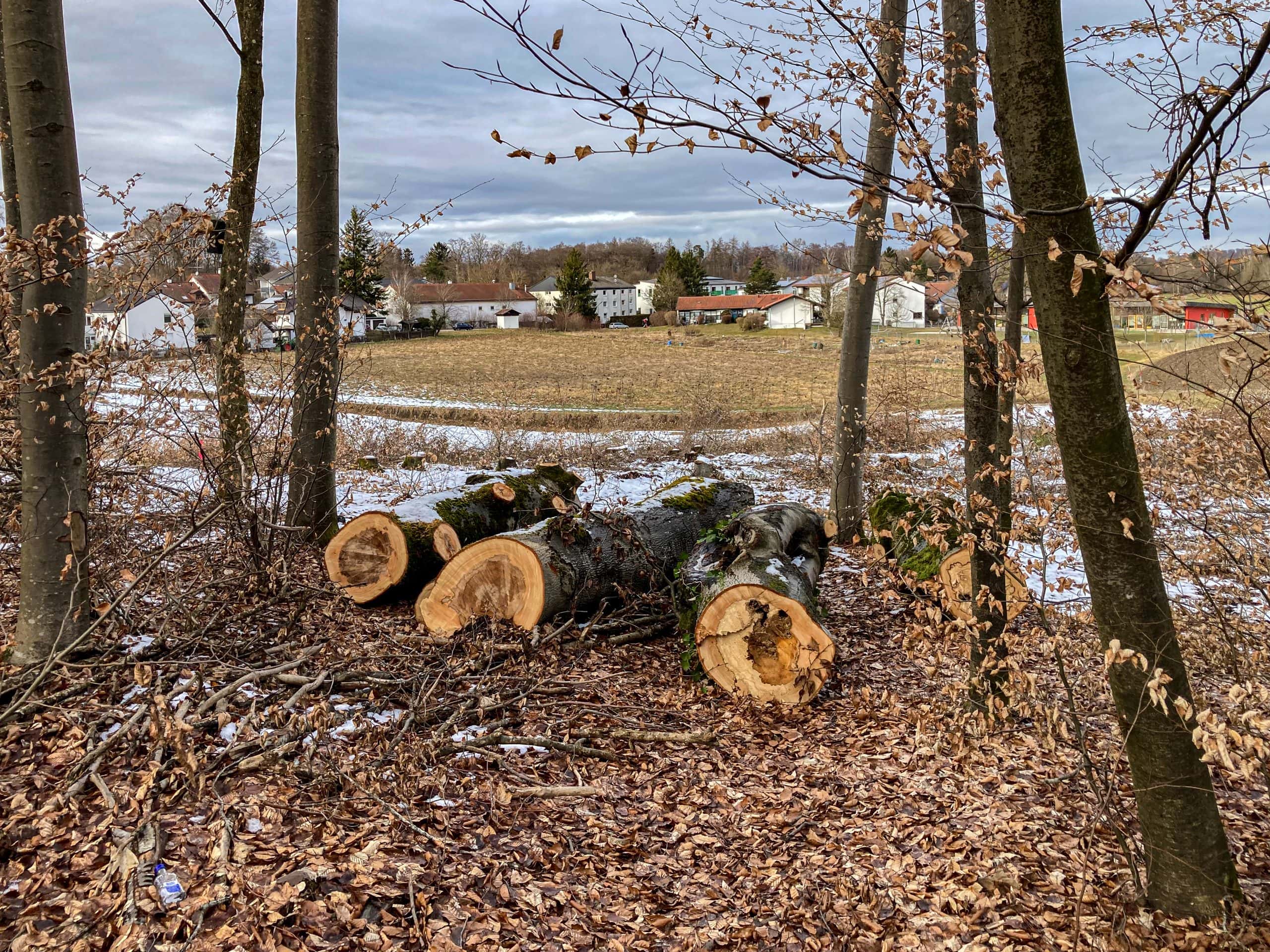 Der zerstörte Kuckuckswald Der zerstörte Kuckuckswald