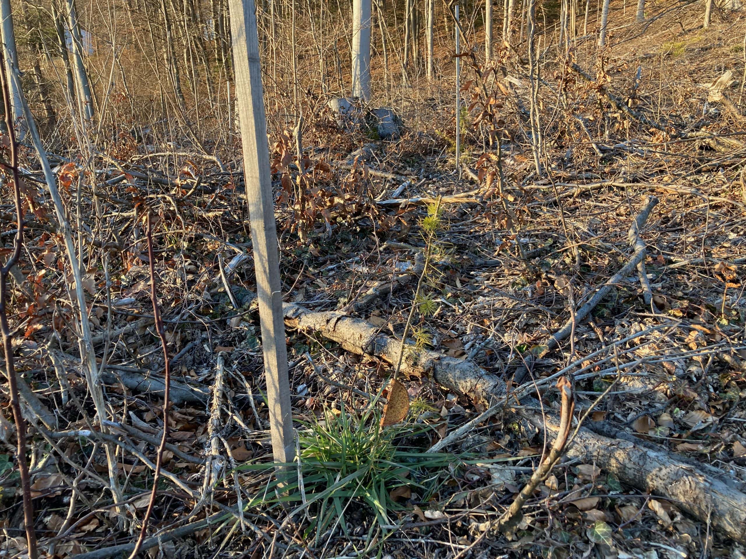 Wiederaufforstung