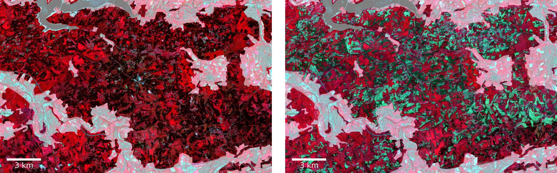 Satellitenbild Waldverlust Arnsberg