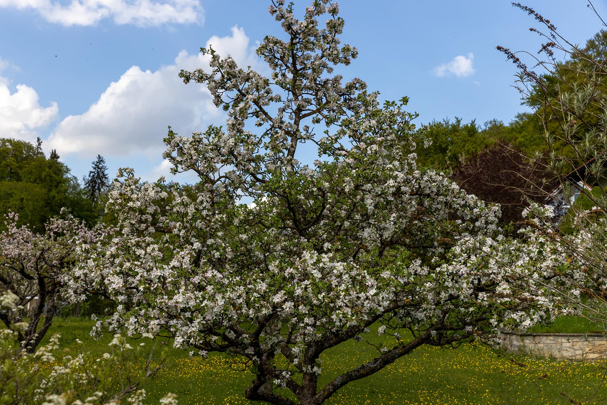 Artenvielfalt Wörthsee Streuobstwiese _26A1273 Artenvielfalt Wörthsee Streuobstwiese Foto: Bleek