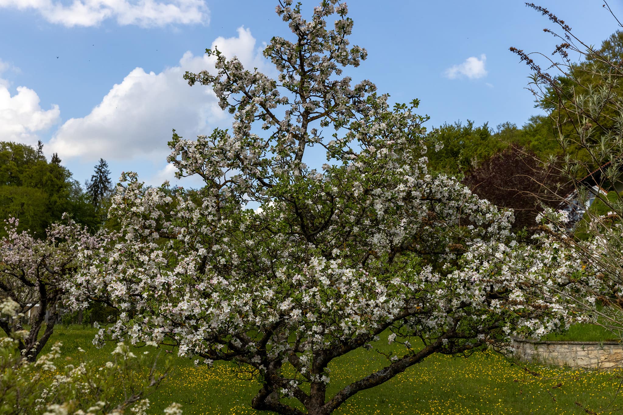 Artenvielfalt Wörthsee Streuobstwiese Foto: Bleek