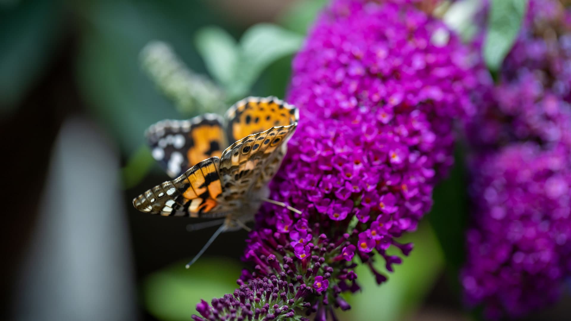 Schmetterling-2022-07-08-3021-web