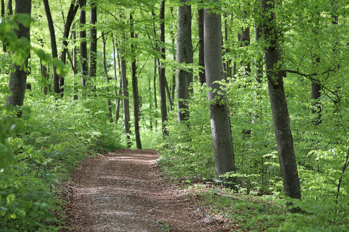 Waldweg