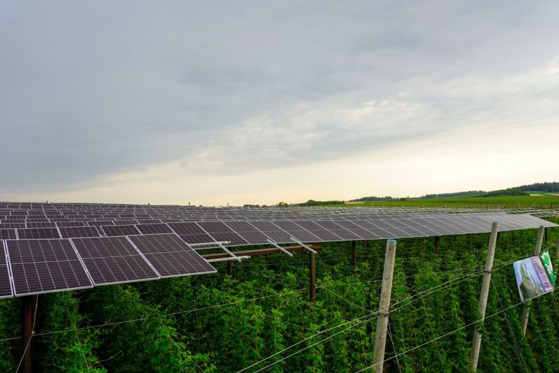 Agri-PV Hopfenanbau Au in der Hallertau