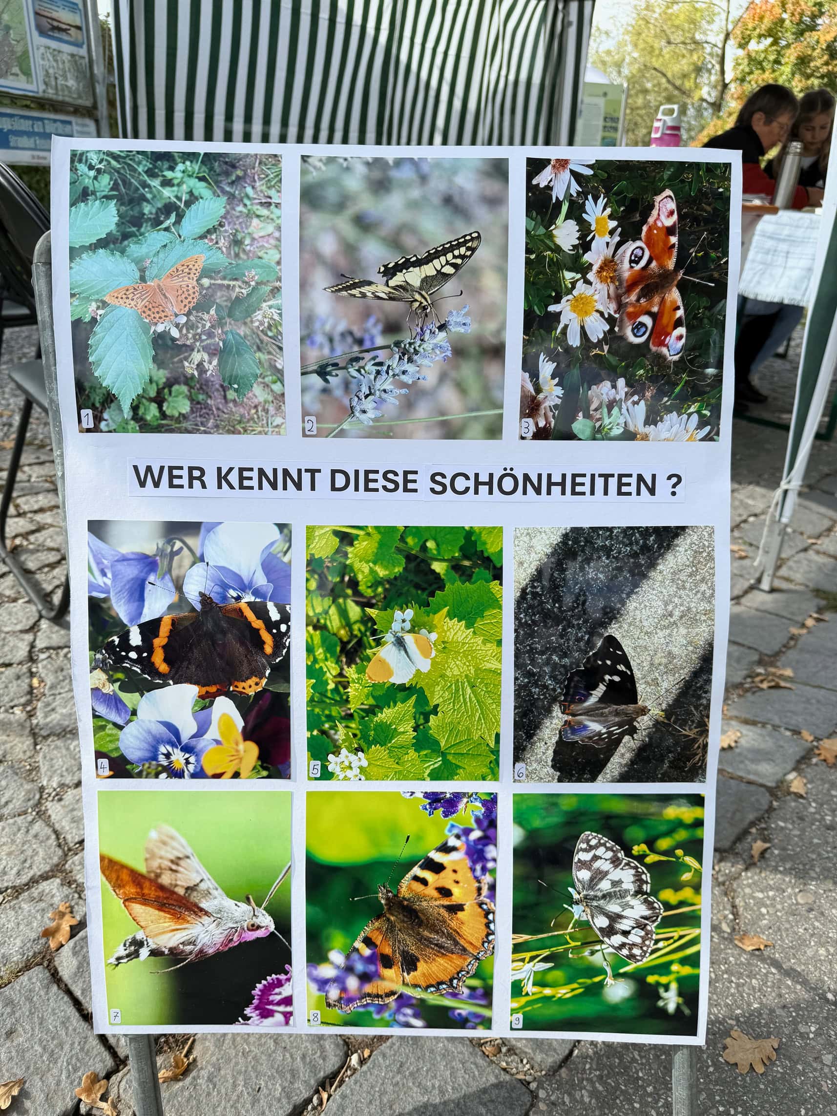 Schmetterlingsrätsel Foto © Stephan Bleek